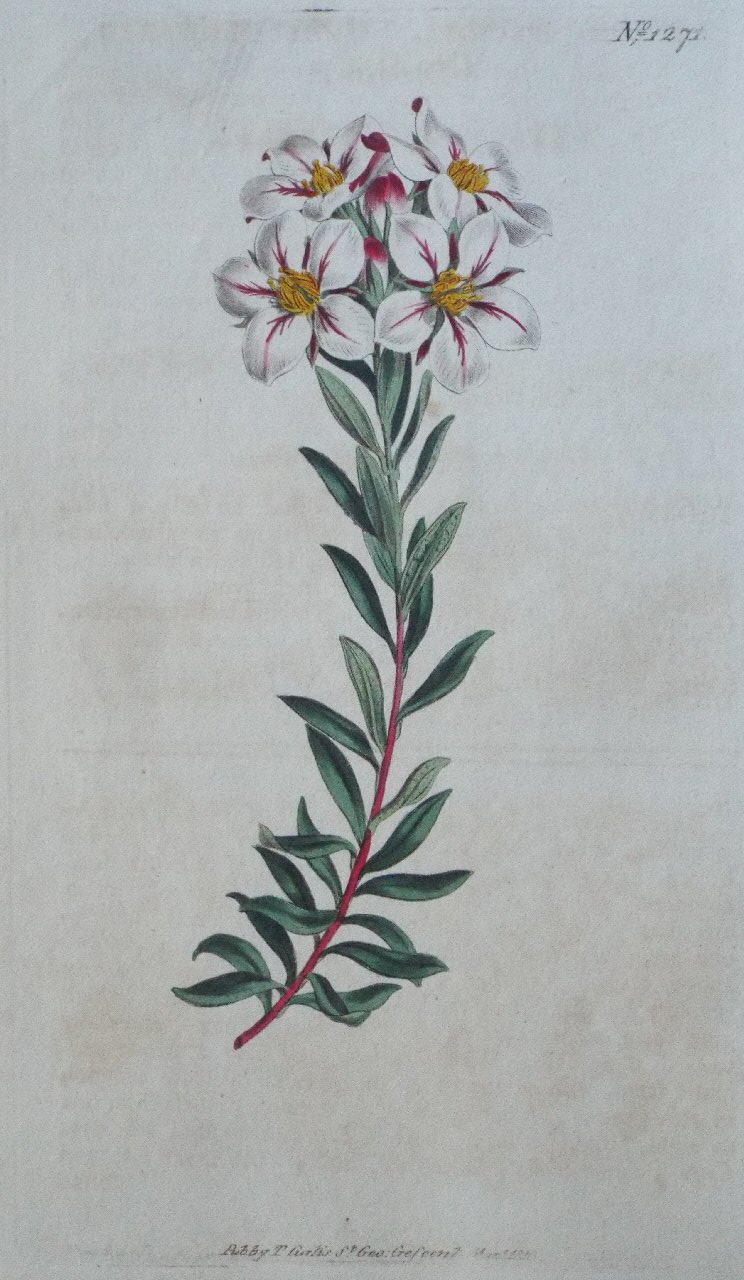 Print - No. 1271 (Diosma Speciosa. Umbel-flowered Diosma.) - Sansom